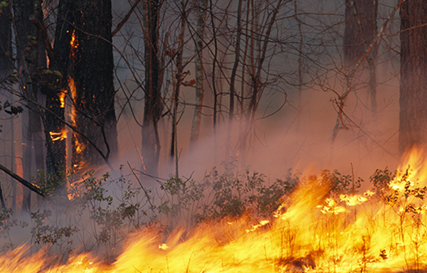 Skogbunn som brenner