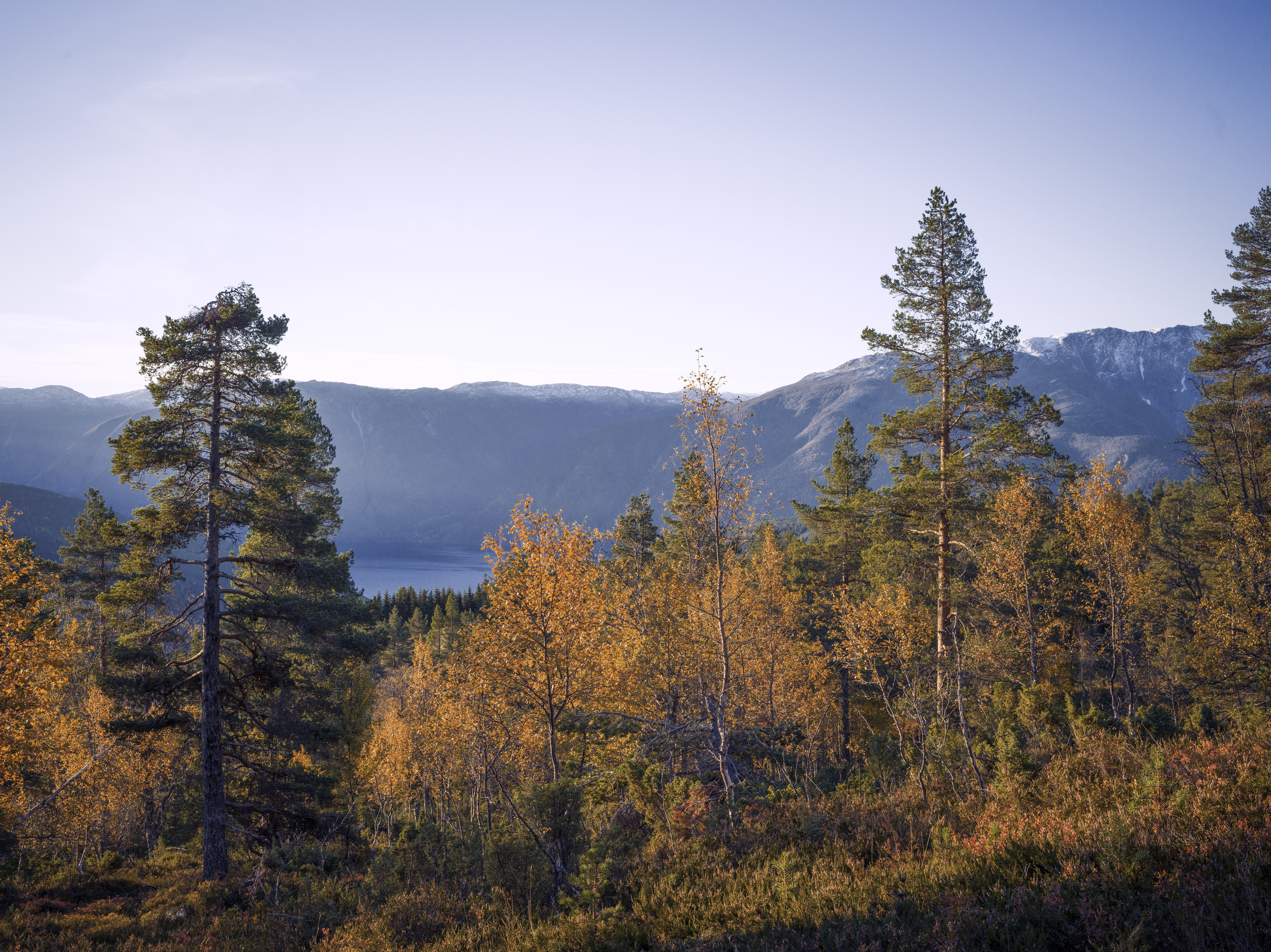 Norsk skoglandskap med fjell og himmel i bakgrunnen