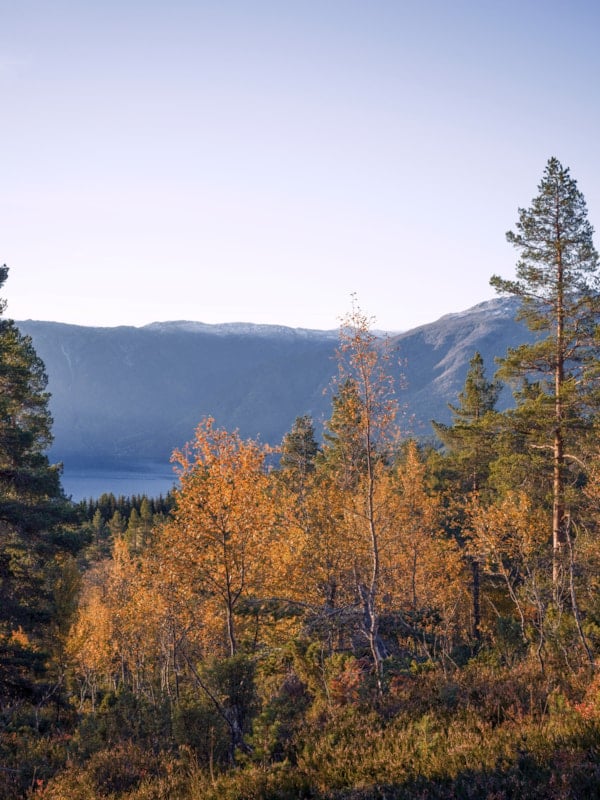 Norsk skoglandskap med fjell og himmel i bakgrunnen