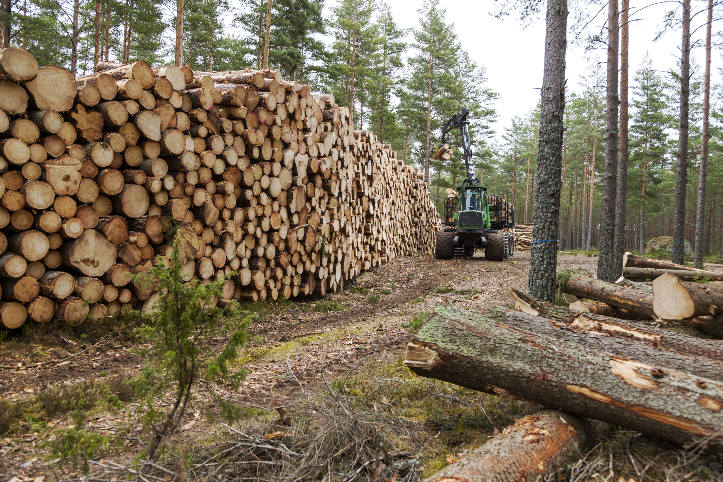 Skogsmaskin som løfter tømmer