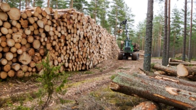 Skogsmaskin som løfter tømmer