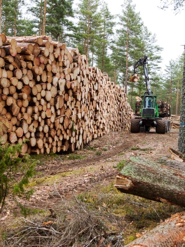 Skogsmaskin som løfter tømmer