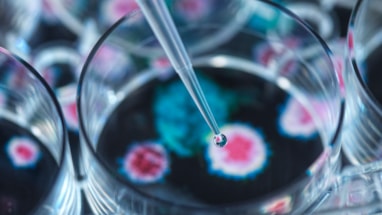 Petriskål med voksende bakterie og pipette som drypper ned