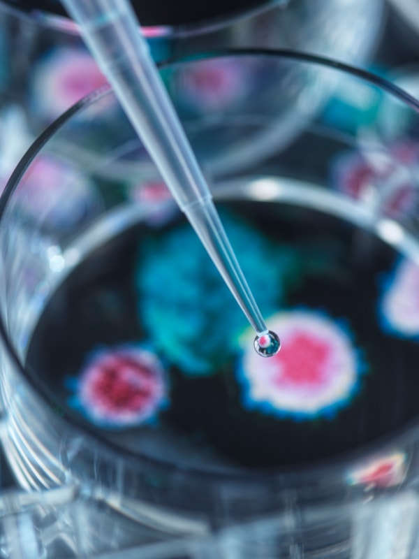 Petriskål med voksende bakterie og pipette som drypper ned